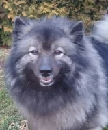 Německý špic vlčí/keeshond