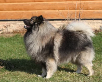Německý špic vlčí/keeshond