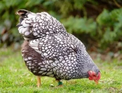 násadová vejce wyandotka velká stříbrná