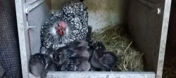 násadová vejce wyandotka velká stříbrná