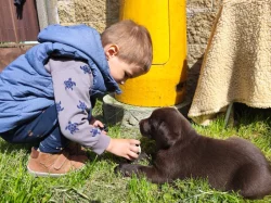Nabídka štěňat labradorských retrieverů