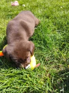 Nabídka štěňat labradorských retrieverů