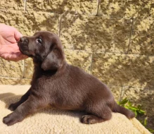 Nabídka štěňat labradorských retrieverů