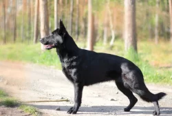 Německý ovčák s PP - celočerný