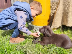 Nabídka štěňat labradorských retrieverů
