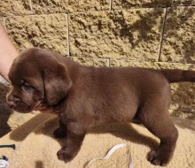 Nabídka štěňat labradorských retrieverů
