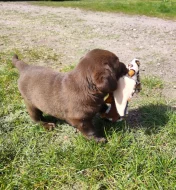 Nabídka štěňat labradorských retrieverů