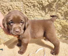 Nabídka štěňat labradorských retrieverů