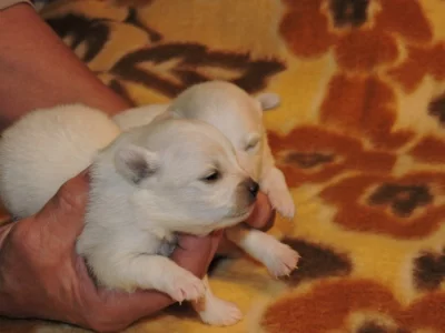 Prodám štěňata  středního bílého Německého špice