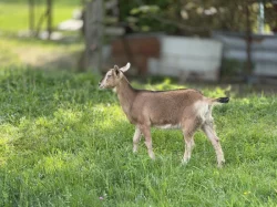 Nabízím k prodeji dojné kozy a 2 kůzlata