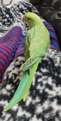 Ručně dokrmený samec