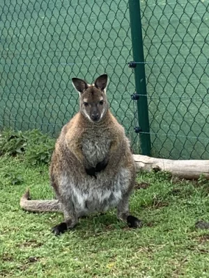 Klokan Bennettův na prodej