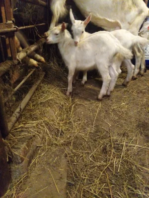 Kůzlata