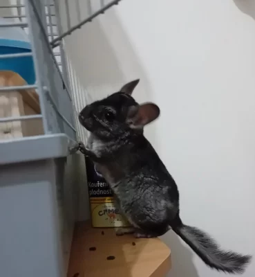 Chinchillka