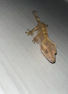 Pagekoni řasnatí samice i samce
