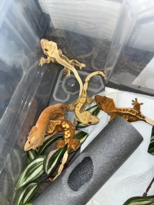 Pagekoni řasnatí samice i samce