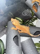 Pagekoni řasnatí samice i samce