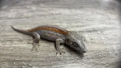 Pagekon řasnatý a hrbolkohlavý (ciliatus, auriculatus)