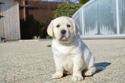 Labradorský retrívr s PP