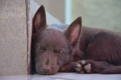Australská Kelpie s PP