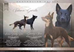 Australská Kelpie s PP