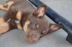 Australská Kelpie s PP
