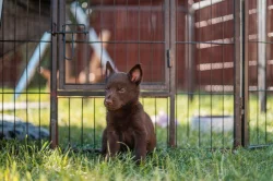 Australská Kelpie s PP