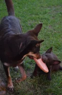 Australská Kelpie s PP