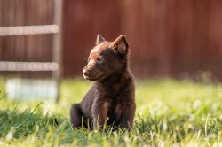 Australská Kelpie s PP
