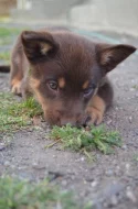 Australská Kelpie s PP