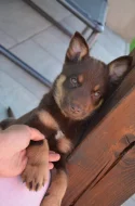 Australská Kelpie s PP