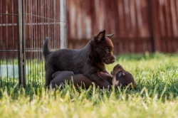 Australská Kelpie s PP