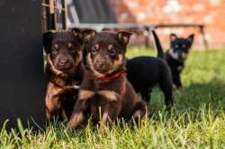 Australská Kelpie s PP