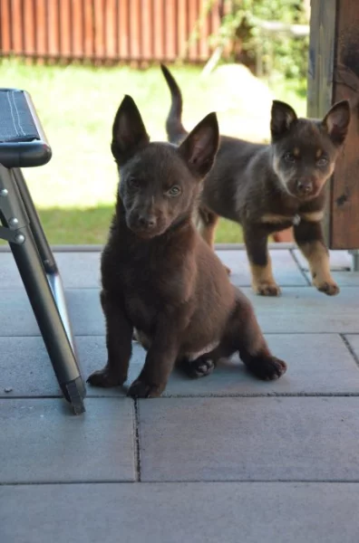 Australská Kelpie s PP