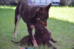 Australská Kelpie s PP