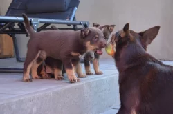 Australská Kelpie s PP