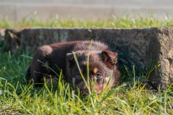 Australská Kelpie s PP