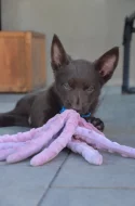 Australská Kelpie s PP