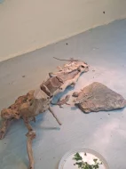 Agama vousatá