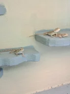 Agama vousatá