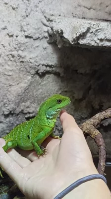 Prodam dvě agami kočinčinské