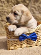 Nabídka štěněte fenky labradorského retrievera