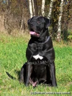 Tosa inu - nádherná, mohutná štěňátka s PP