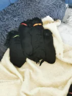 Štěňata k odběru