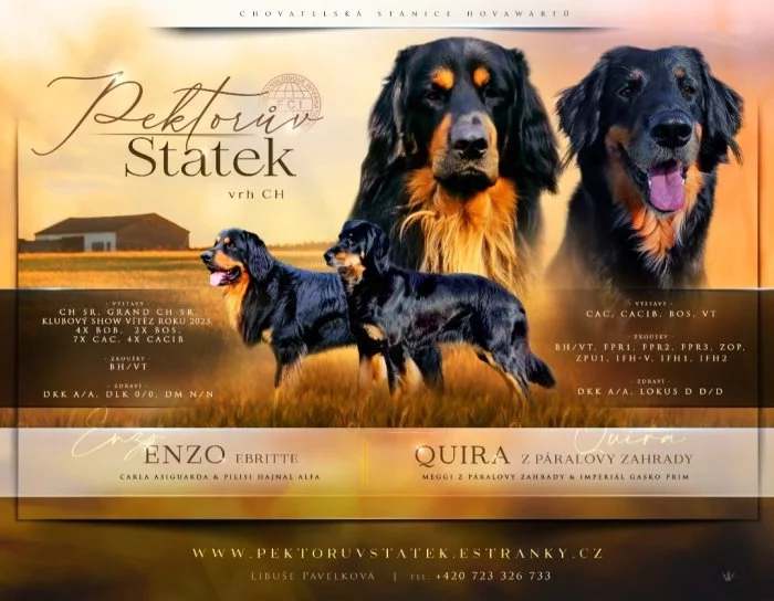 Hovawart - štěňata s průkazem původu