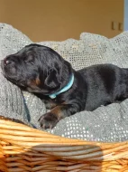 Hovawart - štěňata s průkazem původu