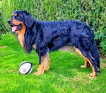 Hovawart - štěňata s průkazem původu