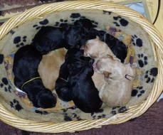 Hovawart - štěňata s průkazem původu