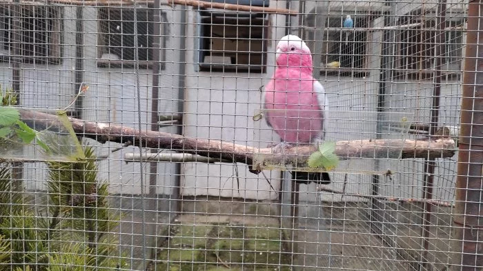 Kakadu růžový