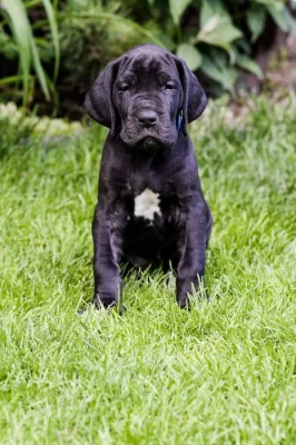 Německá doga štěňata s PP FCI